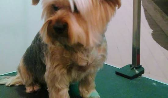 czyszczenie uszu i usuwanie włosów z uszu