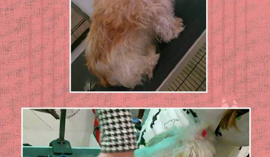 rozczesywanie i regeneracja włosa