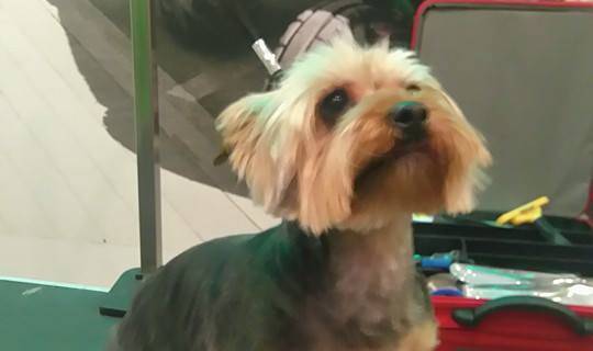 strzyżenie psów rasowych i nierasowych